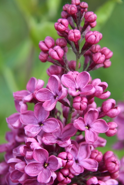 ''Sarah Sands'' Syringa vulgaris